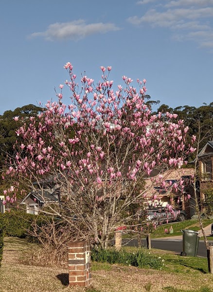 Warrigal Figtree