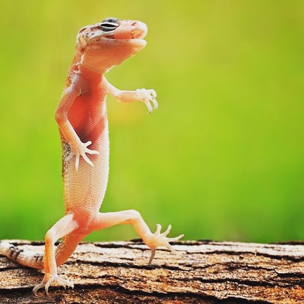 Ulmarra